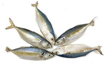 Indische Makrele 2-4 pc/kg Jona 10x1kg